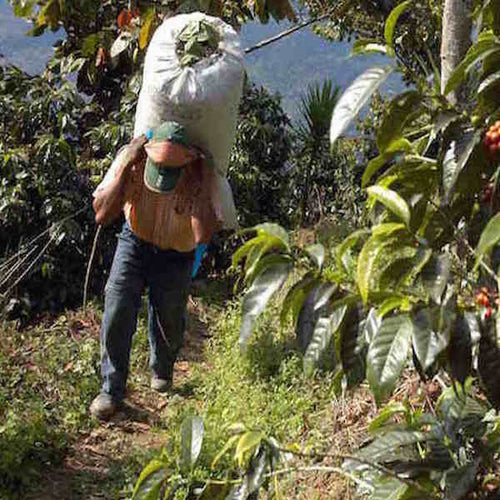 Sustainable Practices of Small Coffee Farmers